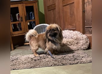 Bogyo liebt die Gesellschaft mit Katzen