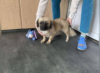 Elena, zuckersüß, verspielt und neugierig