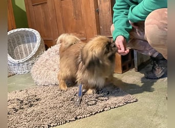 Bogyo liebt die Gesellschaft mit Katzen