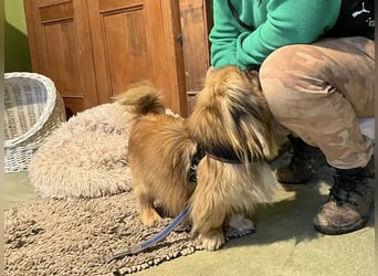 Bogyo liebt die Gesellschaft mit Katzen