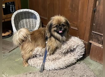 Bogyo liebt die Gesellschaft mit Katzen