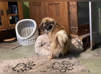 Bogyo liebt die Gesellschaft mit Katzen