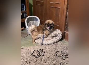 Bogyo liebt die Gesellschaft mit Katzen