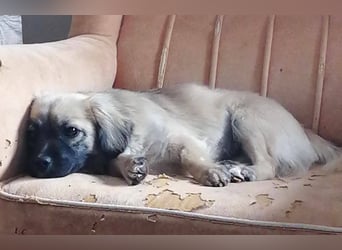 Elena, zuckersüß, verspielt und neugierig