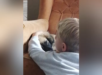 Elena, zuckersüß, verspielt und neugierig