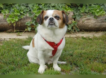 Mr Joschi - kleiner Charakterkopf - Tierhilfe Franken e.V.
