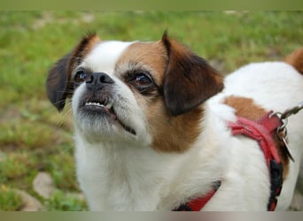 Mr Joschi - kleiner Charakterkopf - Tierhilfe Franken e.V.