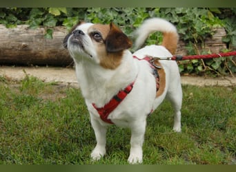 Mr Joschi - kleiner Charakterkopf - Tierhilfe Franken e.V.