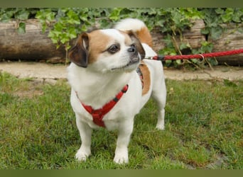 Mr Joschi - kleiner Charakterkopf - Tierhilfe Franken e.V.