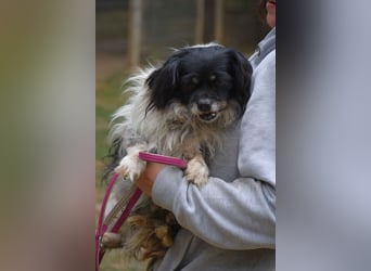  Kleiner Opi-Rüde sucht ein weiches Körbchen Geza, geboren 03.09.2014