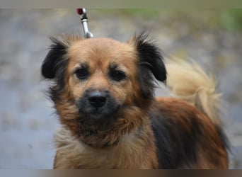 Kleine Hündin "Mandula", sehr lieb, kam mit ihren 4 Welpen ins Tierheim