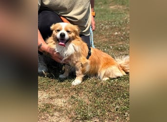 Toro, kleiner Pekinese sucht liebevolles Zuhause