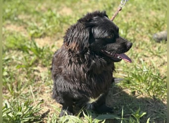 Buco liebenswerter Pekinesenmischling