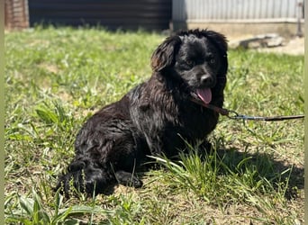 Buco liebenswerter Pekinesenmischling