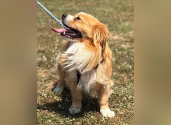 Toro, kleiner Pekinese sucht liebevolles Zuhause