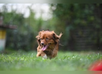 Aldo, liebenswerter kleiner Pekinesenmischling