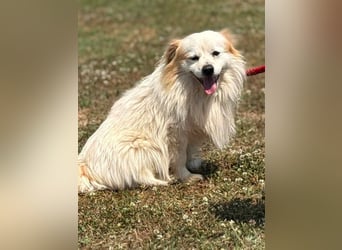 Greg, kleiner Pekinese sucht liebevolles Zuhause