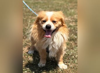 Toro, kleiner Pekinese sucht liebevolles Zuhause
