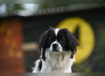 Gizmo, freundlicher Pekinesenmischling sucht liebevolles Zuhause