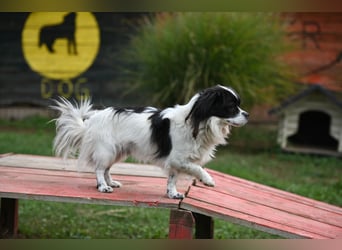 Gizmo, freundlicher Pekinesenmischling sucht liebevolles Zuhause