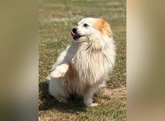 Greg, kleiner Pekinese sucht liebevolles Zuhause