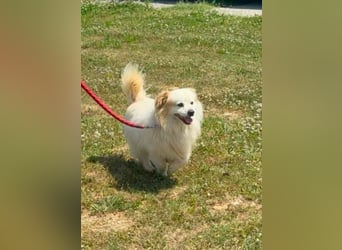 Greg, kleiner Pekinese sucht liebevolles Zuhause