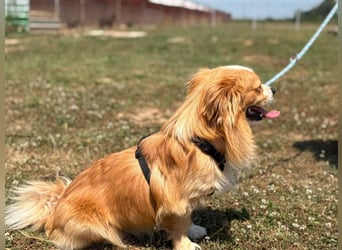Toro, kleiner Pekinese sucht liebevolles Zuhause
