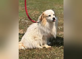 Greg, kleiner Pekinese sucht liebevolles Zuhause