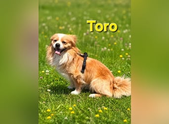 Toro, kleiner Pekinese sucht liebevolles Zuhause