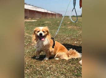Toro, kleiner Pekinese sucht liebevolles Zuhause