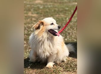 Greg, kleiner Pekinese sucht liebevolles Zuhause