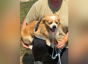 Toro, kleiner Pekinese sucht liebevolles Zuhause