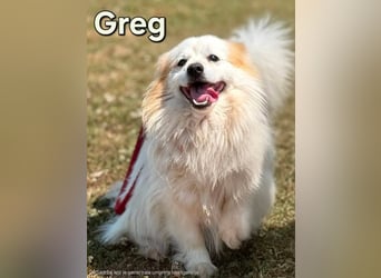 Greg, kleiner Pekinese sucht liebevolles Zuhause