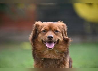 Aldo, liebenswerter kleiner Pekinesenmischling