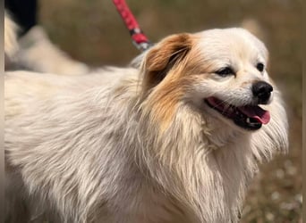 Greg, kleiner Pekinese sucht liebevolles Zuhause