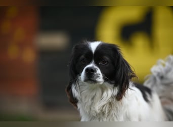 Gizmo, freundlicher Pekinesenmischling sucht liebevolles Zuhause