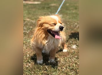 Toro, kleiner Pekinese sucht liebevolles Zuhause