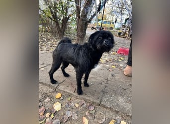 Elaine - verschmust & freundlich, genießt die Nähe der Menschen