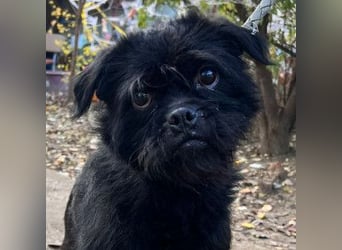 Elaine - verschmust & freundlich, genießt die Nähe der Menschen