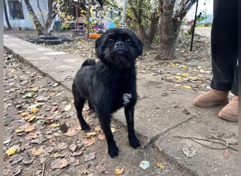 Elaine - auf PS in 53797 Lohmar - verschmust & freundlich, genießt die Nähe der Menschen