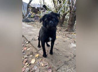 Elaine - auf PS in 53797 Lohmar - verschmust & freundlich, genießt die Nähe der Menschen