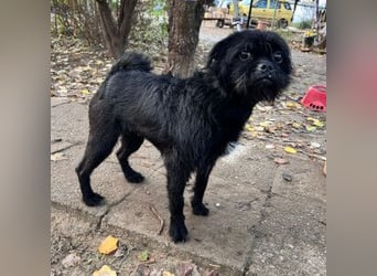 Elaine - auf PS in 53797 Lohmar - verschmust & freundlich, genießt die Nähe der Menschen