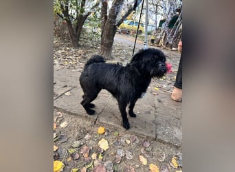 Elaine - verschmust & freundlich, genießt die Nähe der Menschen