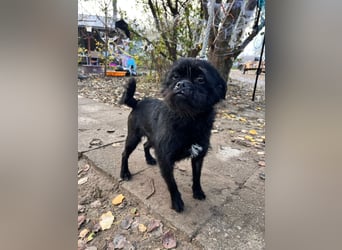 Elaine - auf PS in 53797 Lohmar - verschmust & freundlich, genießt die Nähe der Menschen