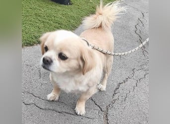 süße kleine FRENI - 8 Jahre. 29cm/7kg - Pekinesen-Mix