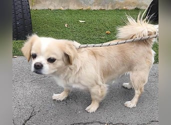 süße kleine FRENI - 8 Jahre. 29cm/7kg - Pekinesen-Mix
