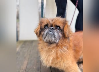 Döme -Liebevolles Zuhause für ruhigen Senior gesucht!