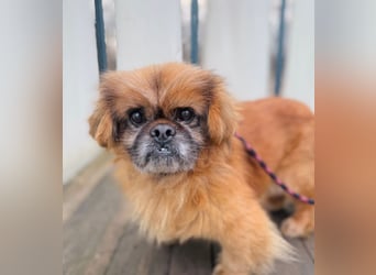 Döme -Liebevolles Zuhause für ruhigen Senior gesucht!