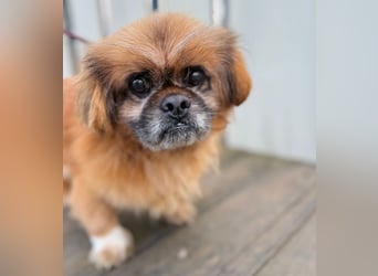 Döme -Liebevolles Zuhause für ruhigen Senior gesucht!