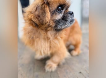 Döme -Liebevolles Zuhause für ruhigen Senior gesucht!